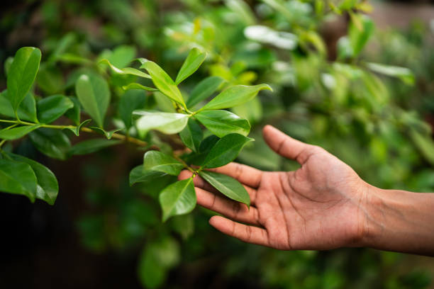 Professional Tree Care Services in Sanger, CA